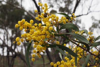 Golden Wattle Acacia pycnantha.
