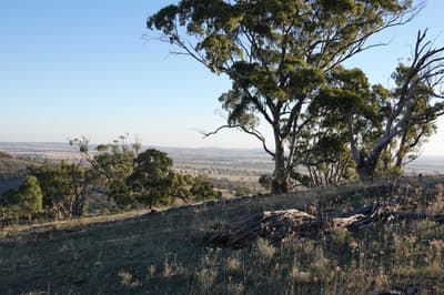 Mature trees at Nardoo Hills.