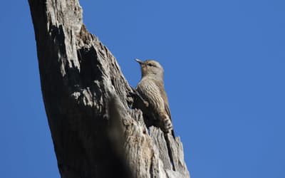 Brown Treecreeper in tree on Nardoo Hills Reserve.
