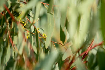 Gums that are part of the Climate-Ready Revegetation Research Project, Dja Dja Wurrung Country, VIC. By Grassland Films