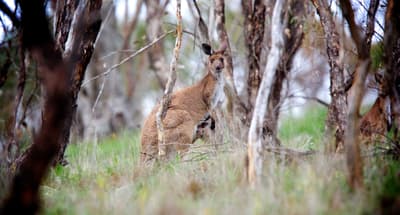 Western Grey Kangaroo with joey.