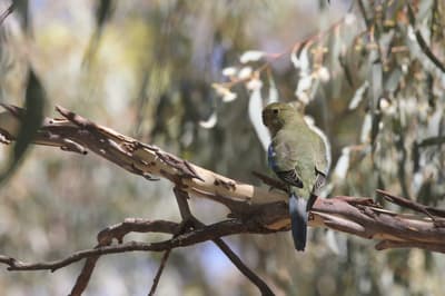 A Blue-winged Parrot, a green parrot with blue wings and a long, blue tail,