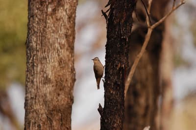 Brown Treecreeper.