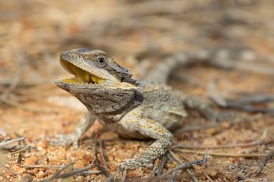 Dwarf Bearded Dragon.
