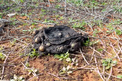 An Emu scat full of Sandalwood seeds.