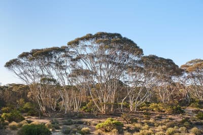 Salmon Gum at Charles Darwin Reserve.