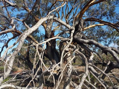Twisted and gnarly shapes typical of very old York Gums.