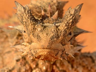 Extreme close up of Thorny Devil looking at the camera.