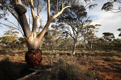Magnificent Eucalypts at Charles Darwin Reserve, WA.