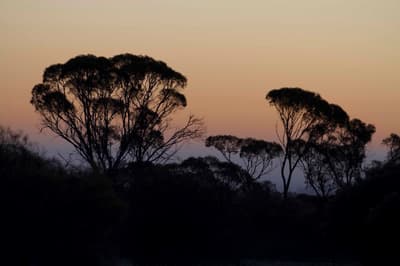 Misty sunrise over woodlands.