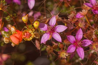 Calytrix and Pileanthus flowers.