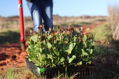 Tray full of seedlings for planting.