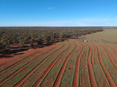 Aerial view of revegetation works at Eurardy Reserve, WA.