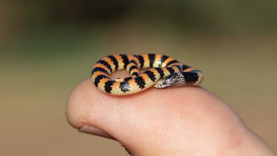 Baby Jan's Banded Snake.