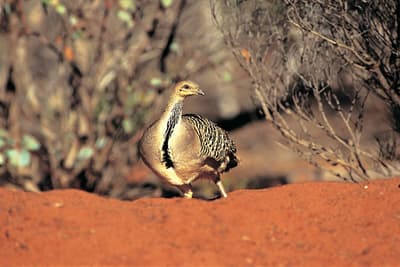 A Malleefowl on red sandy soil.
