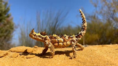 Thorny Devil walking on yellow sandy soil.