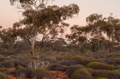 Mallee in spinifex country.