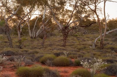 Mallee and Spinifex habitat.