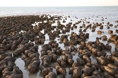 Stromatolites.