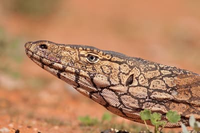 Perentie.