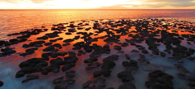 Stromatolites.