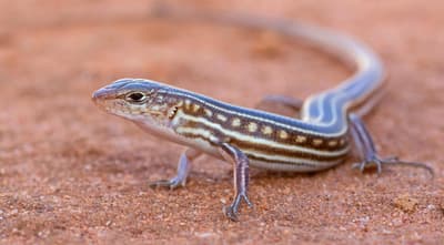 Hamelin Skink.