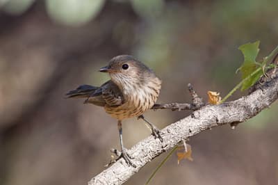 Rufous Whistler at Hamelin Reserve, WA.
