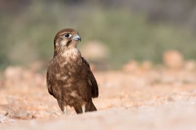 Brown Falcon.