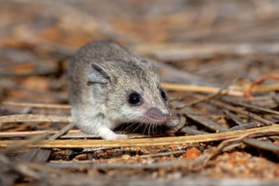 Little Long-tailed Dunnart at Hamelin Reserve.