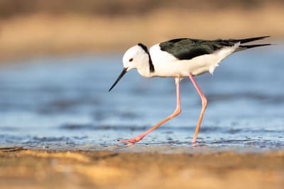 Black-winged Stilt.