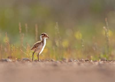 A baby Banded Lapwing at Hamelin Reserve.