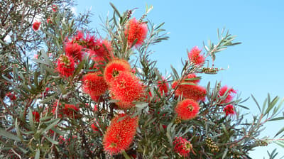 Fiery Bottlebrush (Callistemon phoeniceus). By Christine Lawrence and Richard Hamilton