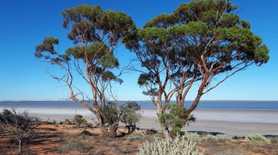 Mallee trees on the Monger's Lake shore. By Christine Lawrence and Richard Hamilton