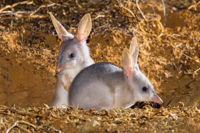 Two Bilbies.