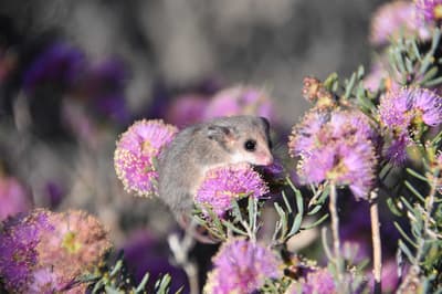 Pygmy Possum in purple flowers.