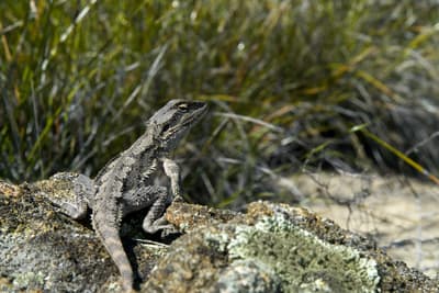 Dwarf Bearded Dragon.