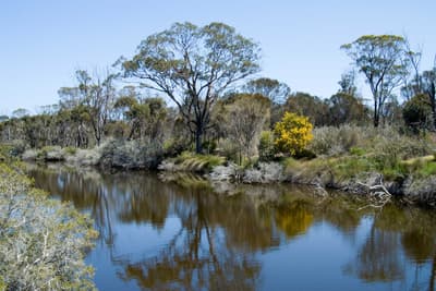 Flat-topped yate and flowering wattle edge the waters of Chereninup Creek.