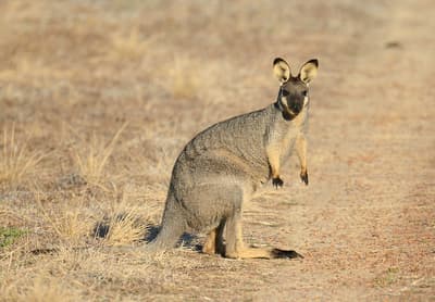 Western Brush Wallaby.