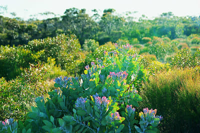 Sun shining on biodiverse heathland.