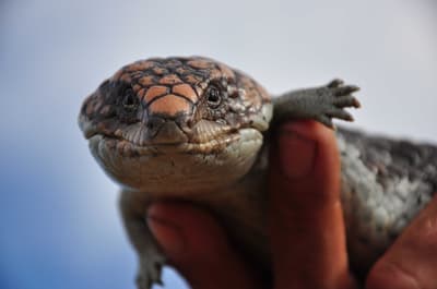 Shingleback Lizard.