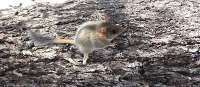 Red-tailed Phascogale at Kojonup Reserve.