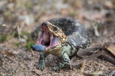 Blue tongue lizard.