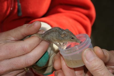 Honey Possum receiving nectar feed before being released.