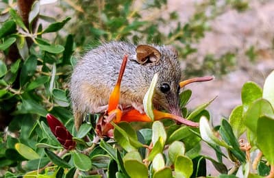 Honey Possum.
