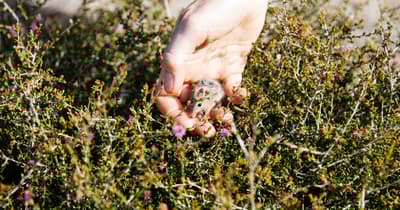 Honey Possum in hand. Photo William Marwick.