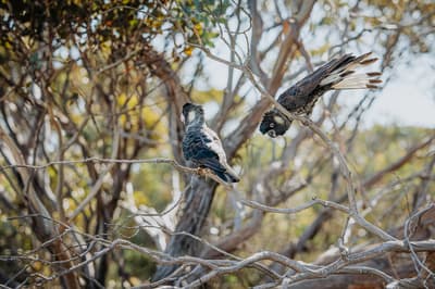Carnaby's Cockatoos in a tree at Monjebup Reserve.