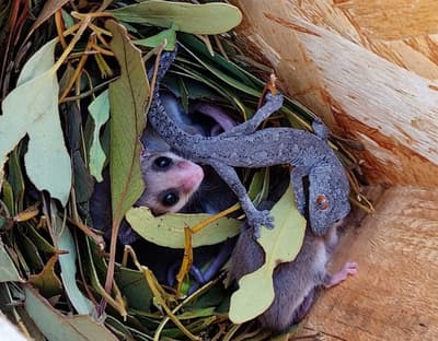 Western Pygmy Possums sharing nest box with an orange-eyed Southwestern Spiny-tailed Gecko