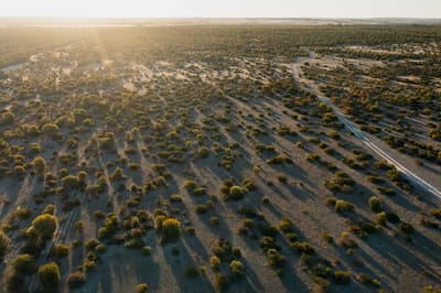 A restored paddock at Monjebup Reserve.