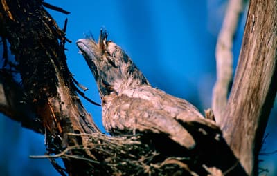 Tawny Frogmouth on nest. Photo Jiri Lochman.