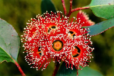 Flowering Red Moort.